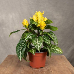 Afelandra 'Dania' | Aphelandra squarrosa 'Dania'