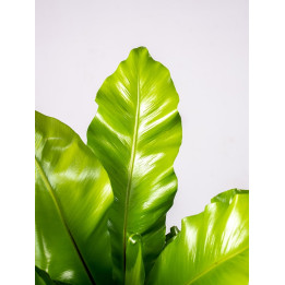 Asplenium 'Campio' | Duże