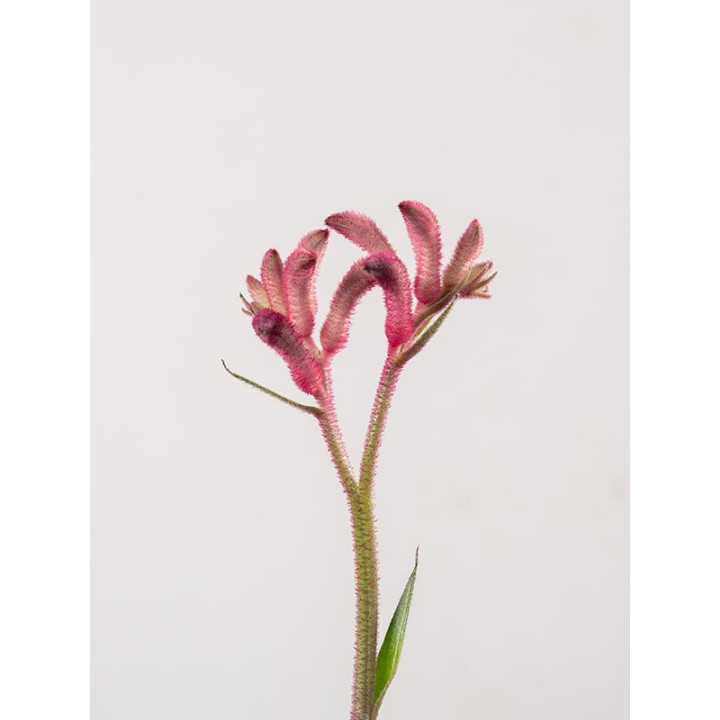 Anigozantos 'Beauty Red'