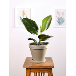 Fikus 'Robusta'