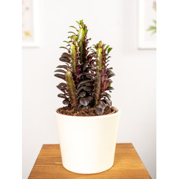 Wilczomlecz 'Rubra'