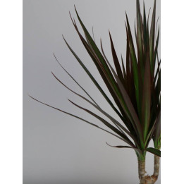 Dracena 'Magenta' | 3 pędy