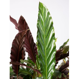 Kalatea 'Wavestar'