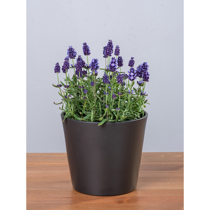 Lawenda 'Lavance Purple'