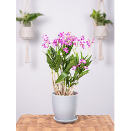 Dendrobium 'Berry Oda'