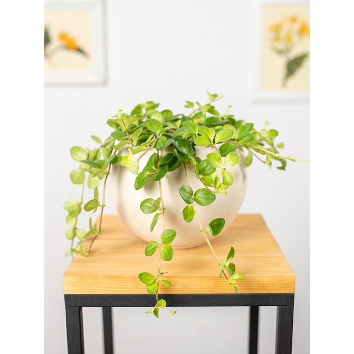 Peperomia okrągłolistna