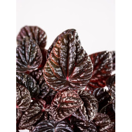 Peperomia 'Red Luna'