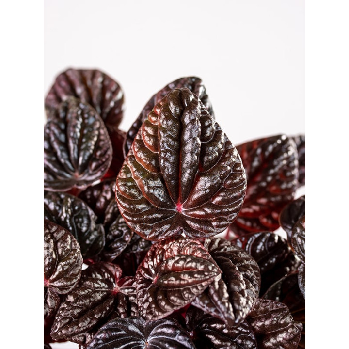 Peperomia 'Red Luna'
