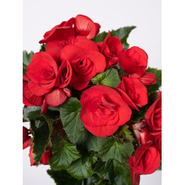 Begonia zimowa | Mała