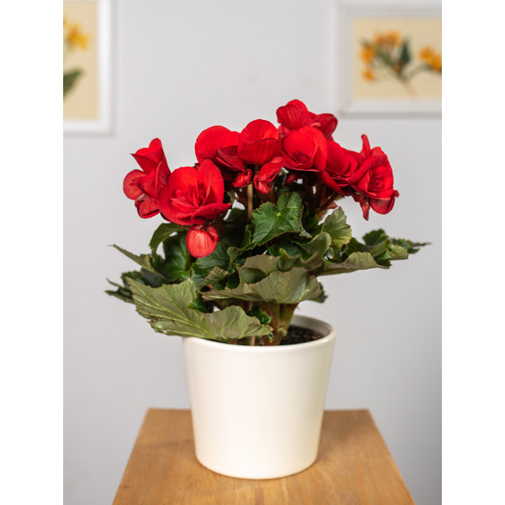 Begonia zimowa | Mała