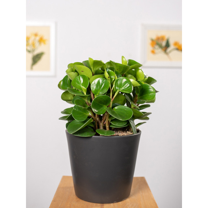 Peperomia 'Green Gold'