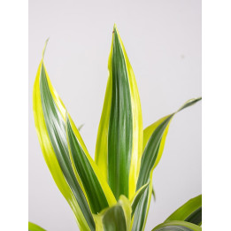 Dracena 'Lemon Lime'