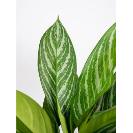 Aglaonema 'Stripes'