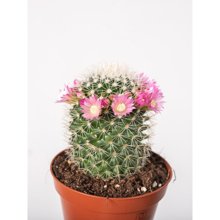 Mamilaria gęstokolczasta
