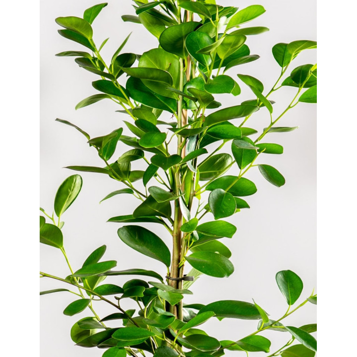 Fikus 'Moclame'