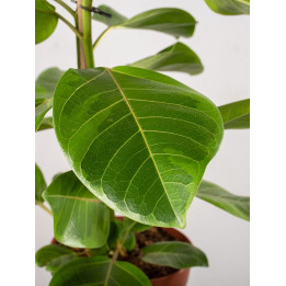 Fikus altissima 'Variegata' | Duży