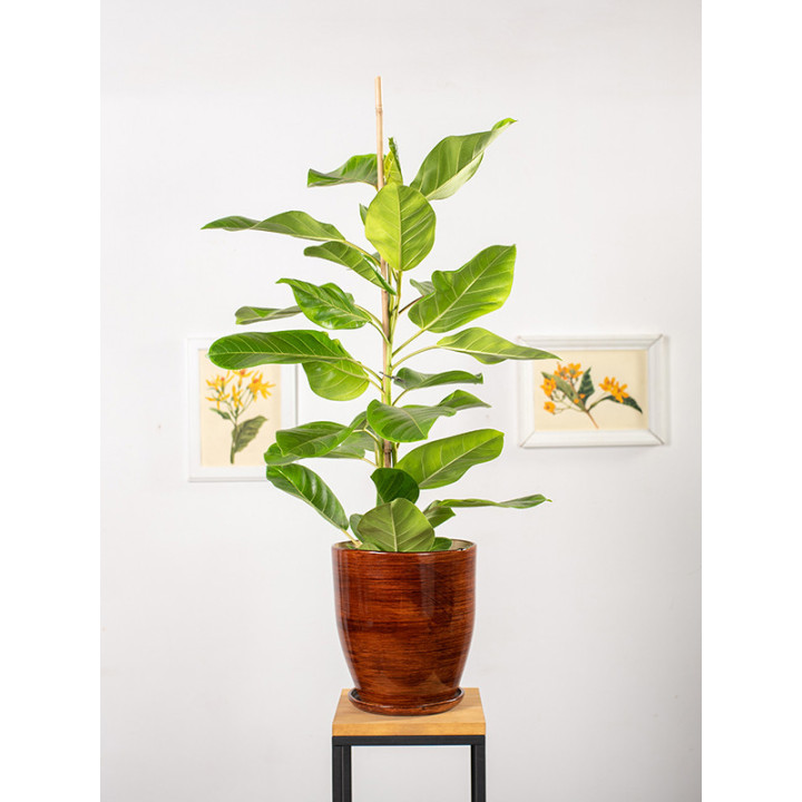Fikus altissima 'Variegata' | Duży