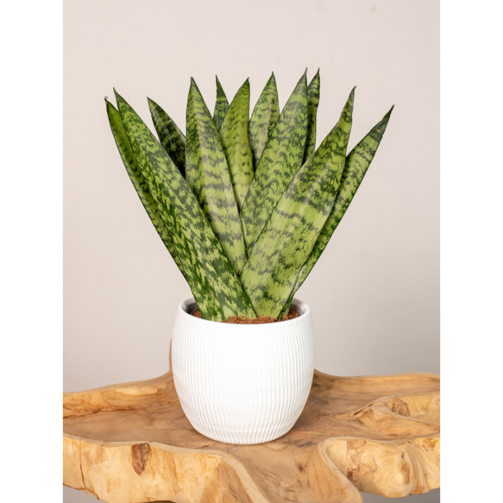 Sansewieria zeylanica Fan