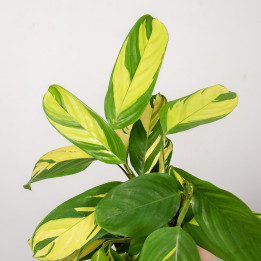 Ctenanthe 'Golden Mosaic' | Małe