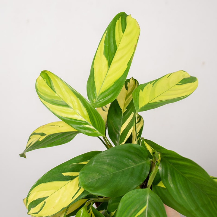 Ctenanthe 'Golden Mosaic' | Małe