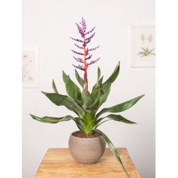 Echmea 'Blue Rain'