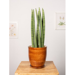 Sansewieria 'Straight'