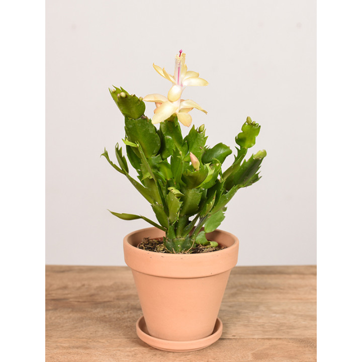 Szlumbergera | Biała | Mała