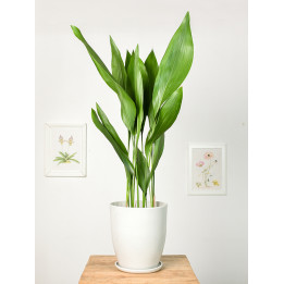 Aspidistra | Duża