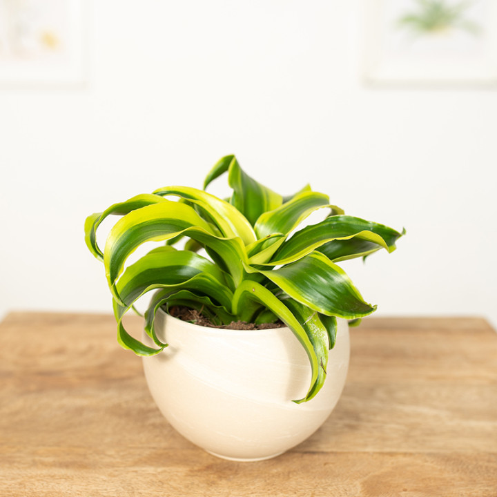 Dracena 'Tornado'