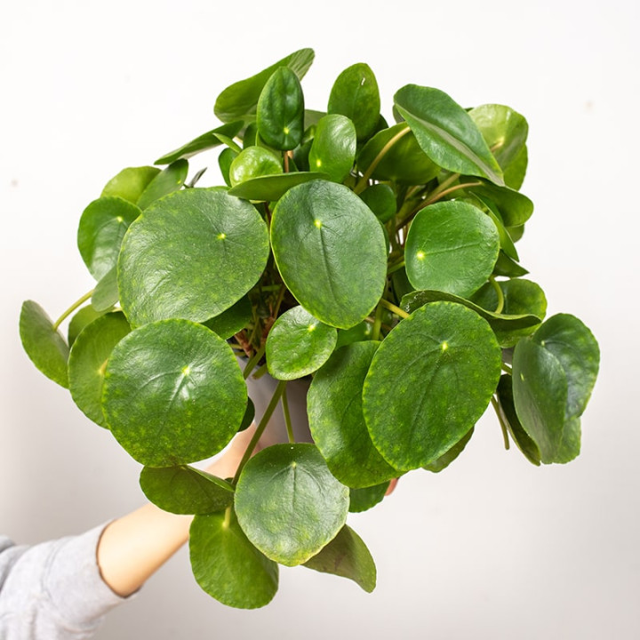 Pilea peperomiowata - Pieniążek | Duża
