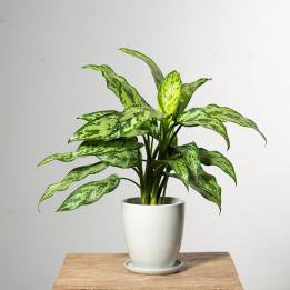 Aglonema 'Romeo'