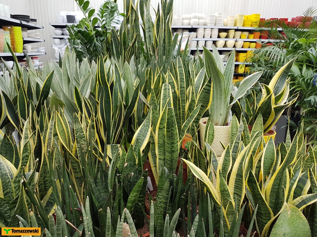 sansewieria