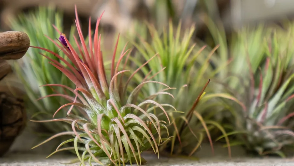 Tillandsia odmiany