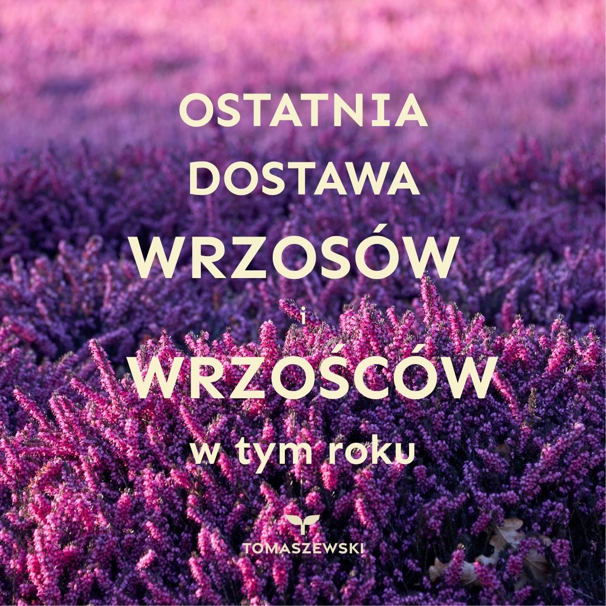 Fioletowa jesień